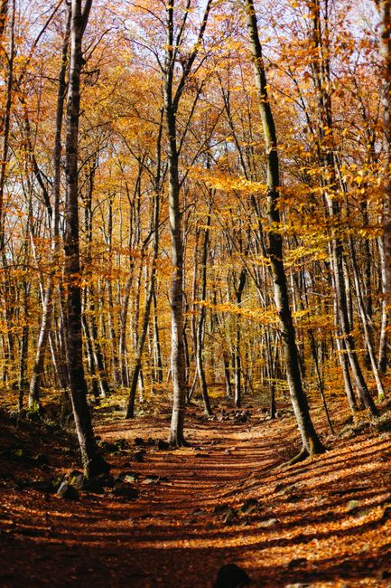 Scenic autumn forest path with golden leaves and trees in Girona, Spain.