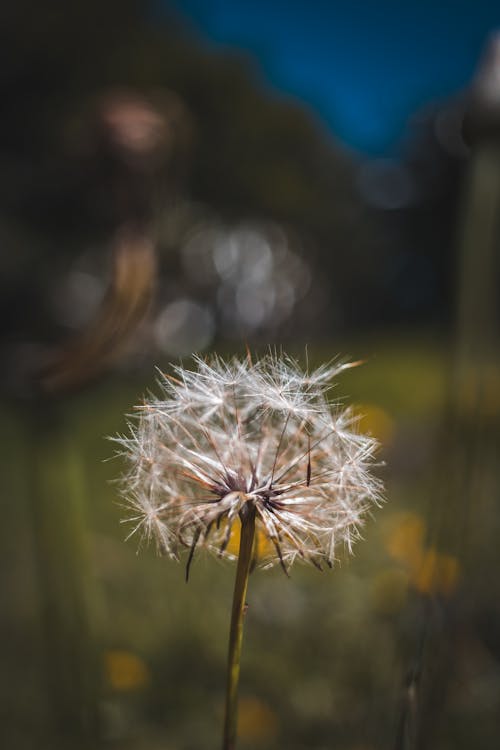 Fotobanka s bezplatnými fotkami na tému makro, makrofotografia, matka príroda