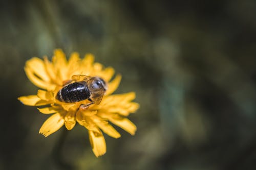 Fotobanka s bezplatnými fotkami na tému makro, makrofotografia, opeľovať