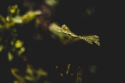 Foto profissional grátis de bosque, campo verde, cor verde