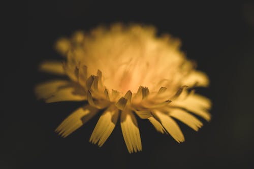 꽃가루, 노란색, 매크로의 무료 스톡 사진