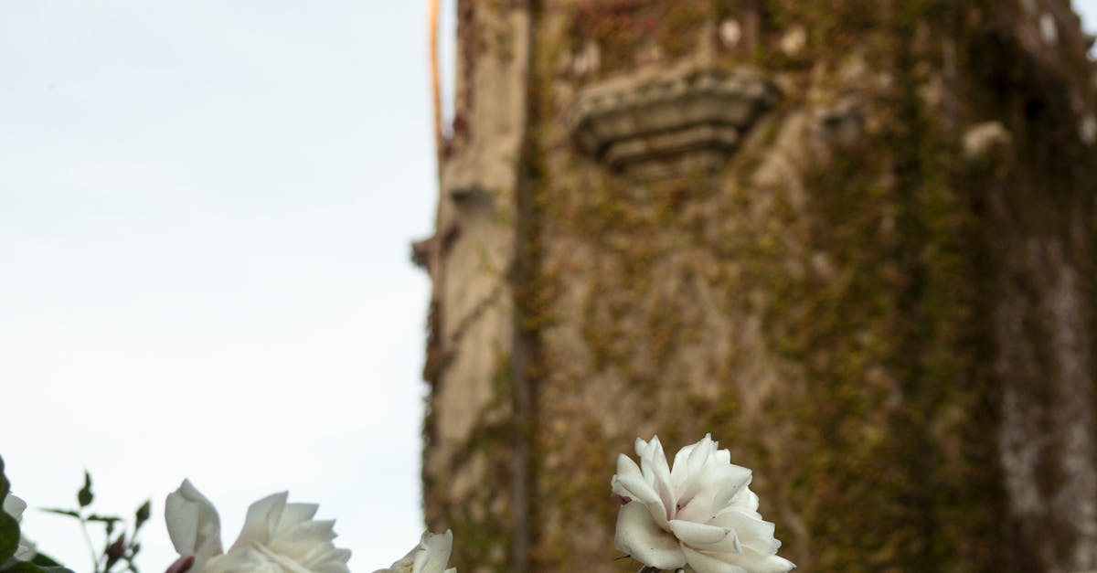 Free stock photo of building, campus, college