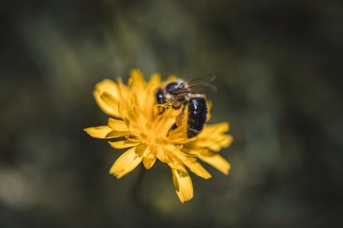 Foto profissional grátis de abelha, amarelo, cera de abelha
