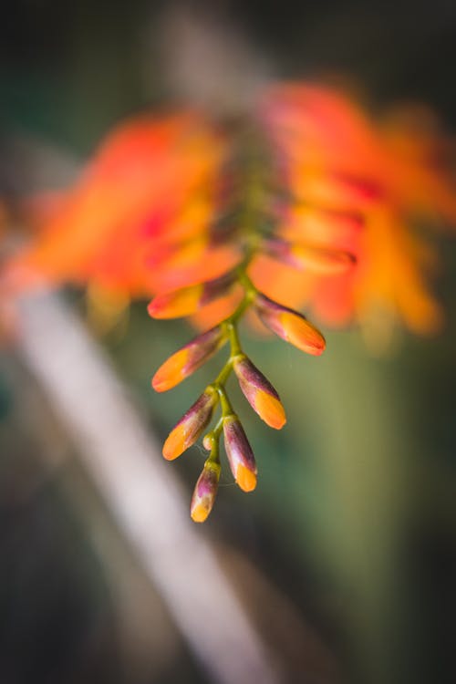 Foto profissional grátis de alaranjado, beleza na natureza, flor alaranjada