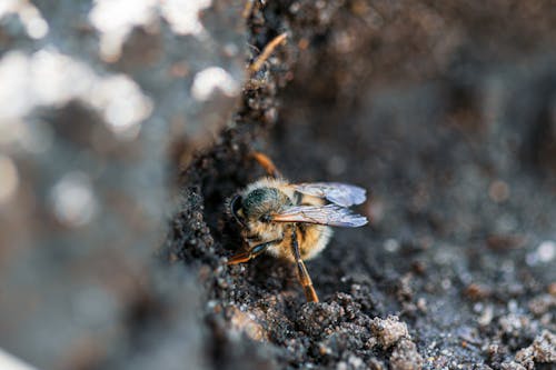 A bee is sitting on top of a dirt mound
