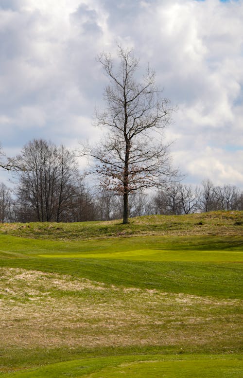 A lone tree on a golf course