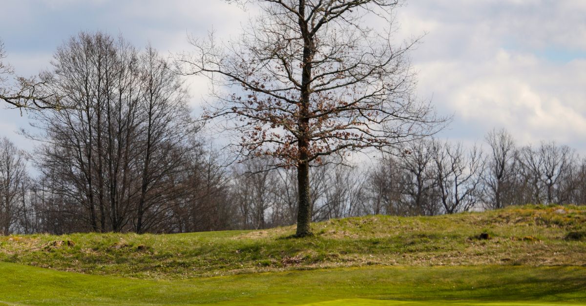 Empty Tree Real Empty Tree on a Field · Free Stock Photo
