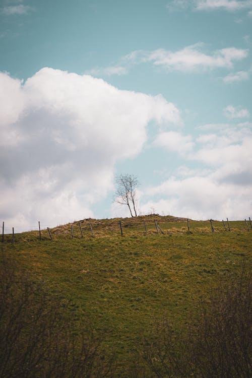 A lone tree on a hill with a cloudy sky