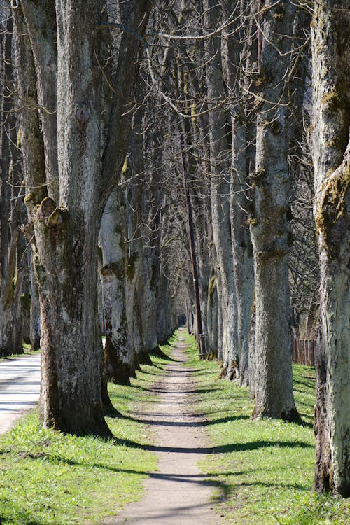A tree lined road with a path between the trees