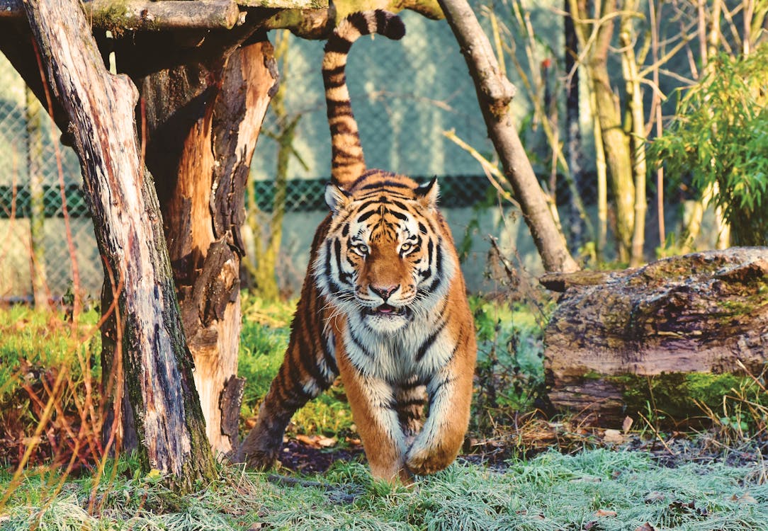 Free Photo Of Tiger Stock Photo