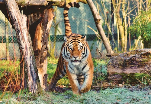 Bengal tiger prowling in a naturalistic zoo setting, München.
