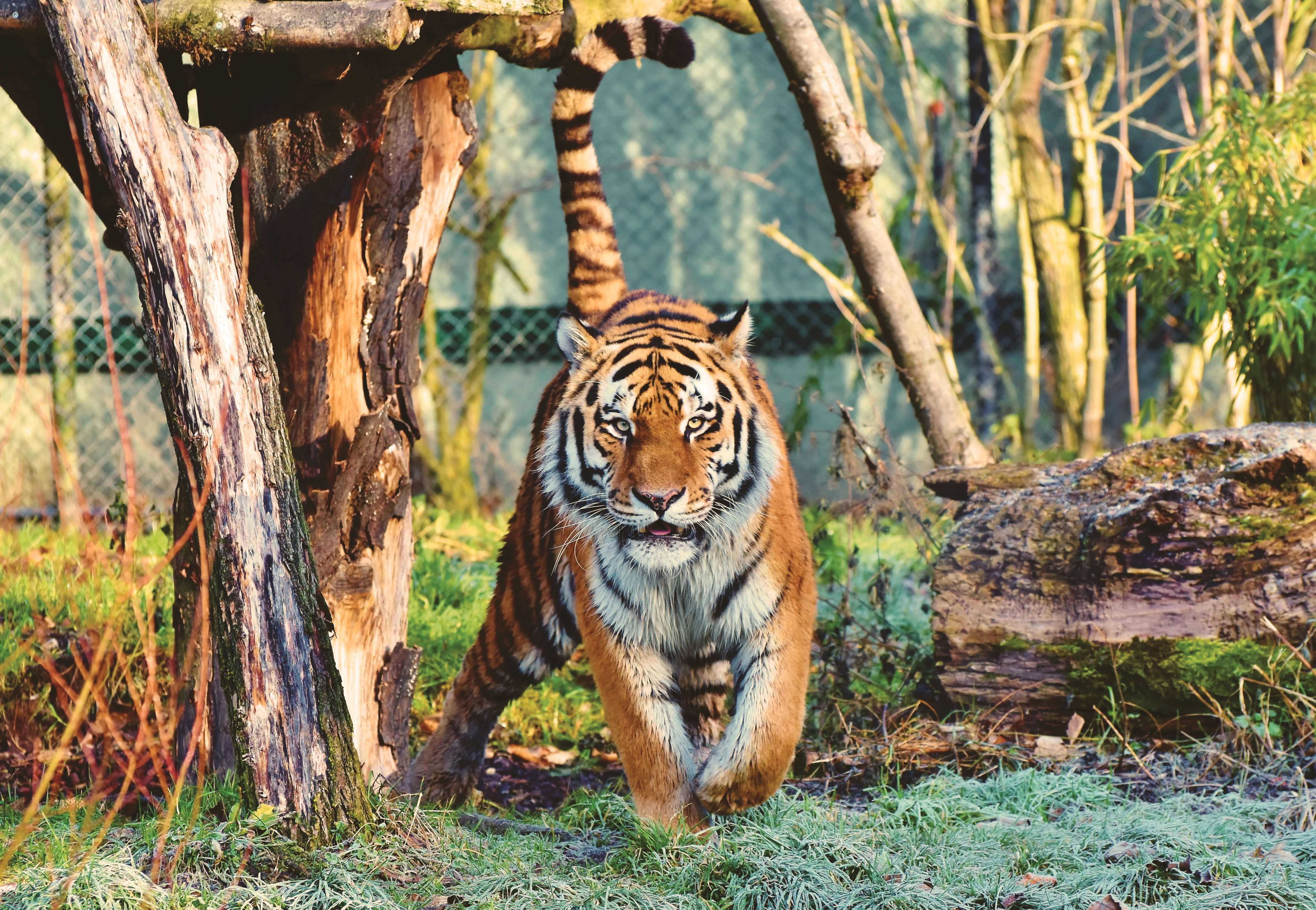 Foto de stock gratuita sobre animal, carnívoro, depredador