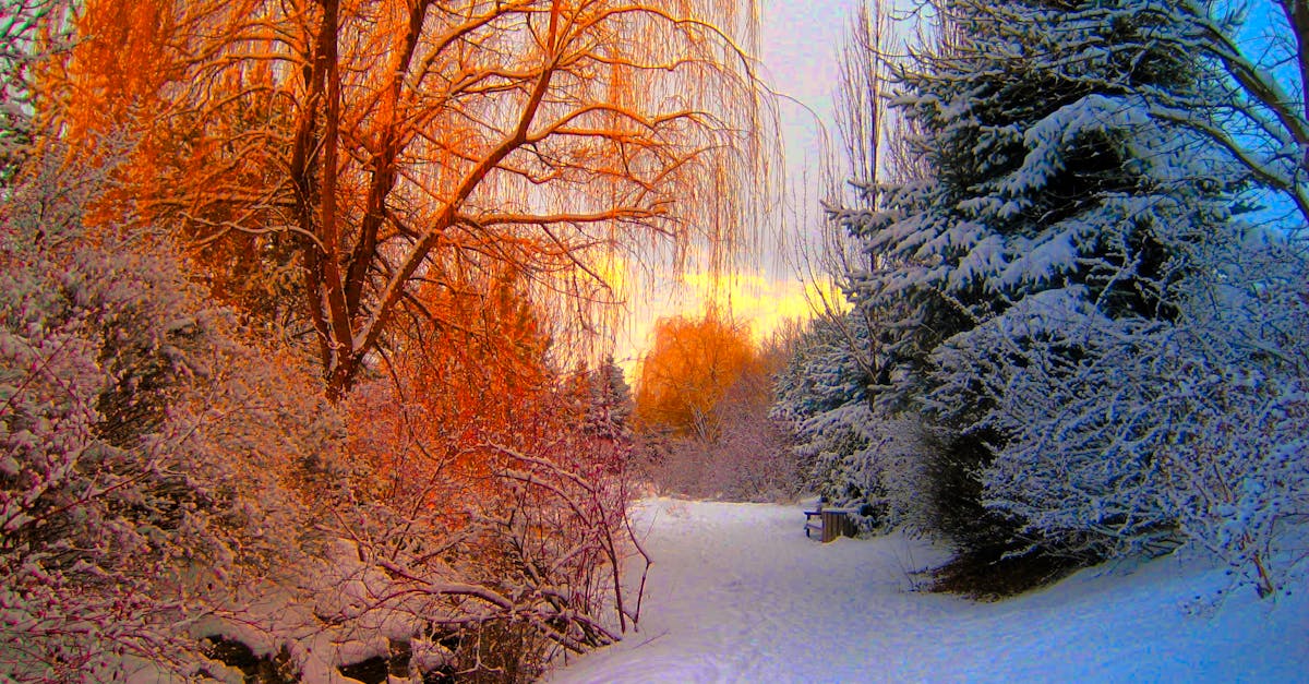 Orange and Blue and White Snow Forest