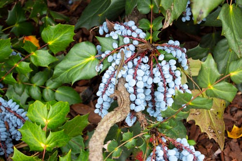 Gratis stockfoto met blauw, fruit, groen