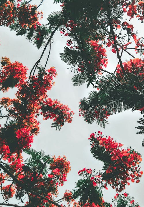 무료 붉은 꽃잎 꽃 스톡 사진