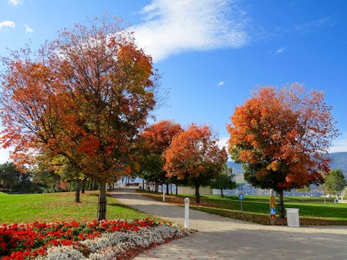 Papelera Blanca Debajo Del árbol De Hojas Rojas