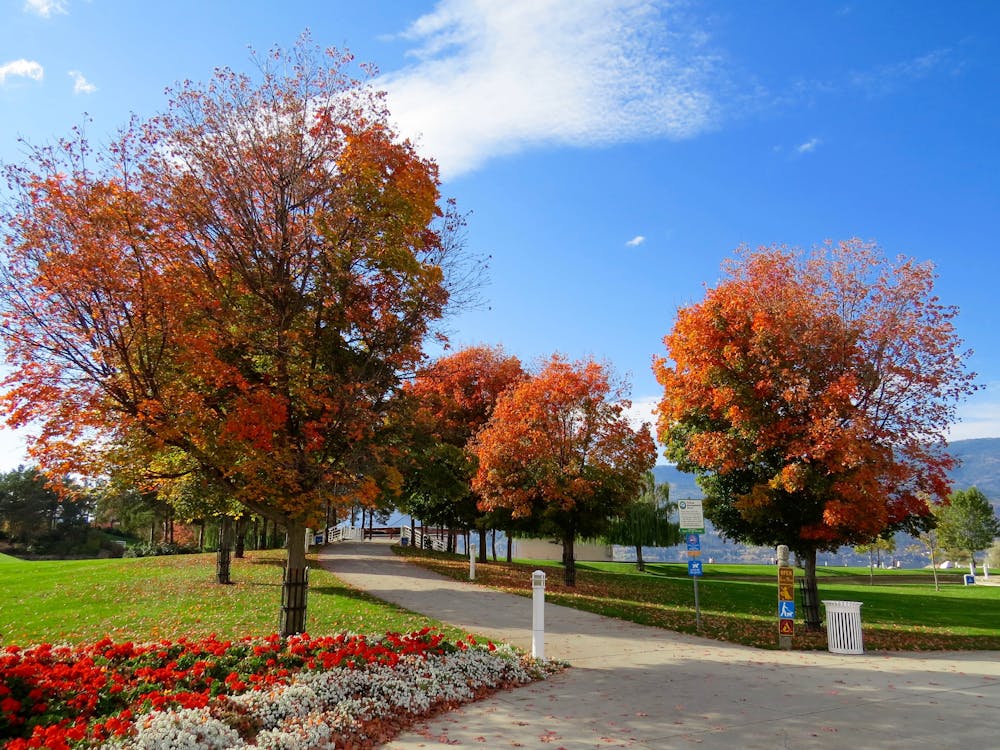 Red Leaf Trees In The Park