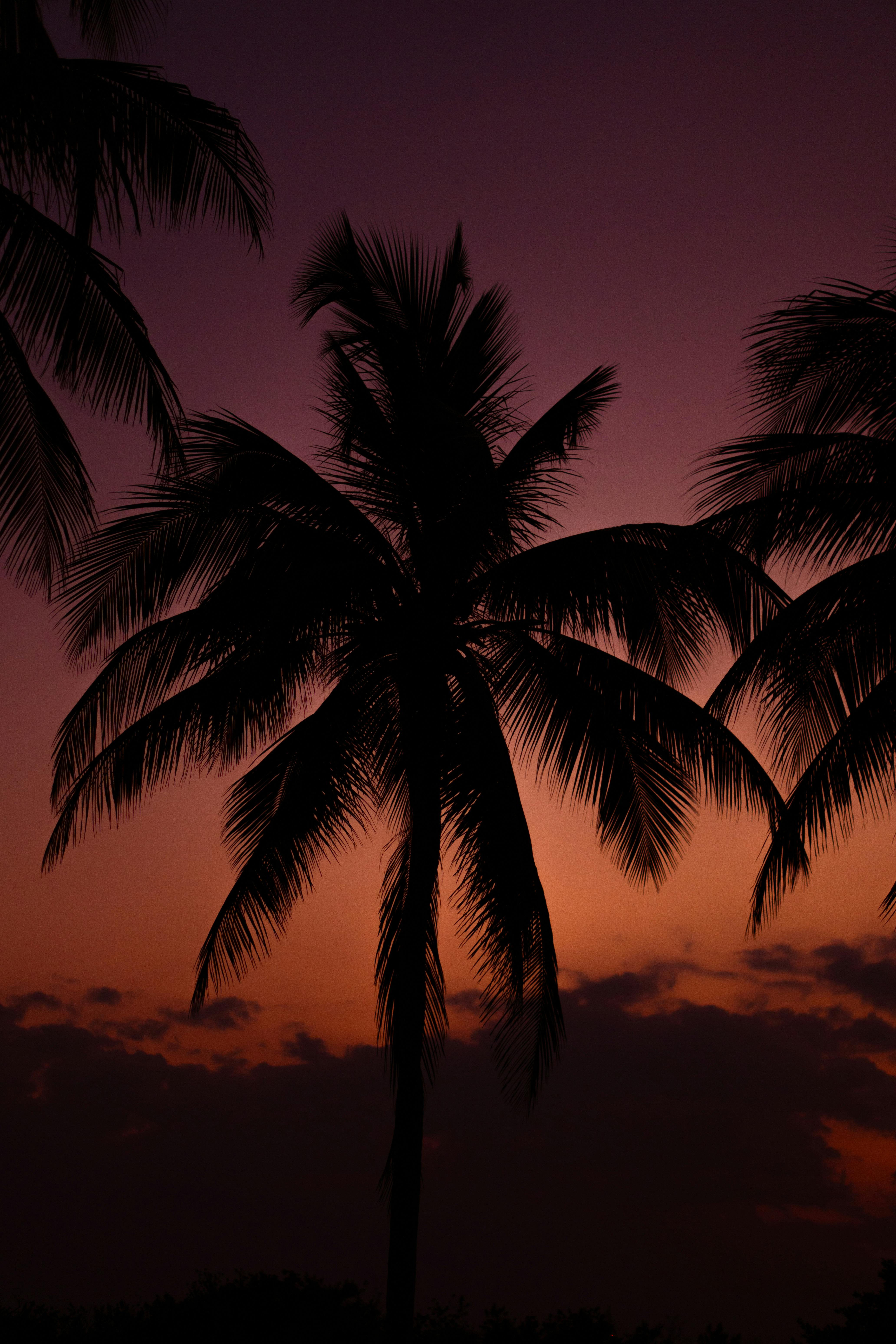 A stunning silhouette of palm trees against a vivid sunset sky in Ciego de Ávila, Cuba.