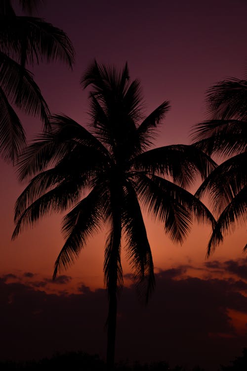 Безкоштовне стокове фото на тему «берег моря, деревні пальми, дерево»