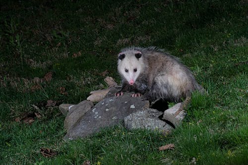 Opossum on the rocks.