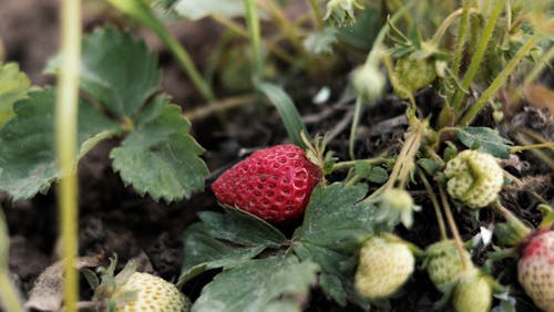 Pexels 圖庫, 天然水果, 巴塔加齐 的 免费素材图片