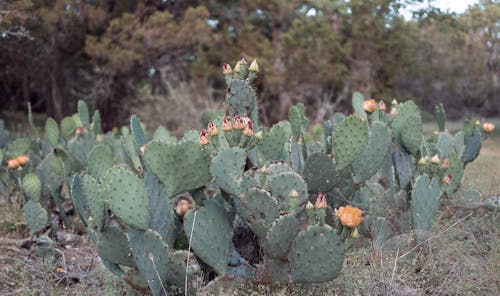 Fotos de stock gratuitas de cactus, cactus de texas, flores
