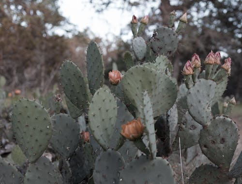 Fotos de stock gratuitas de flor de cactus, flor de texas