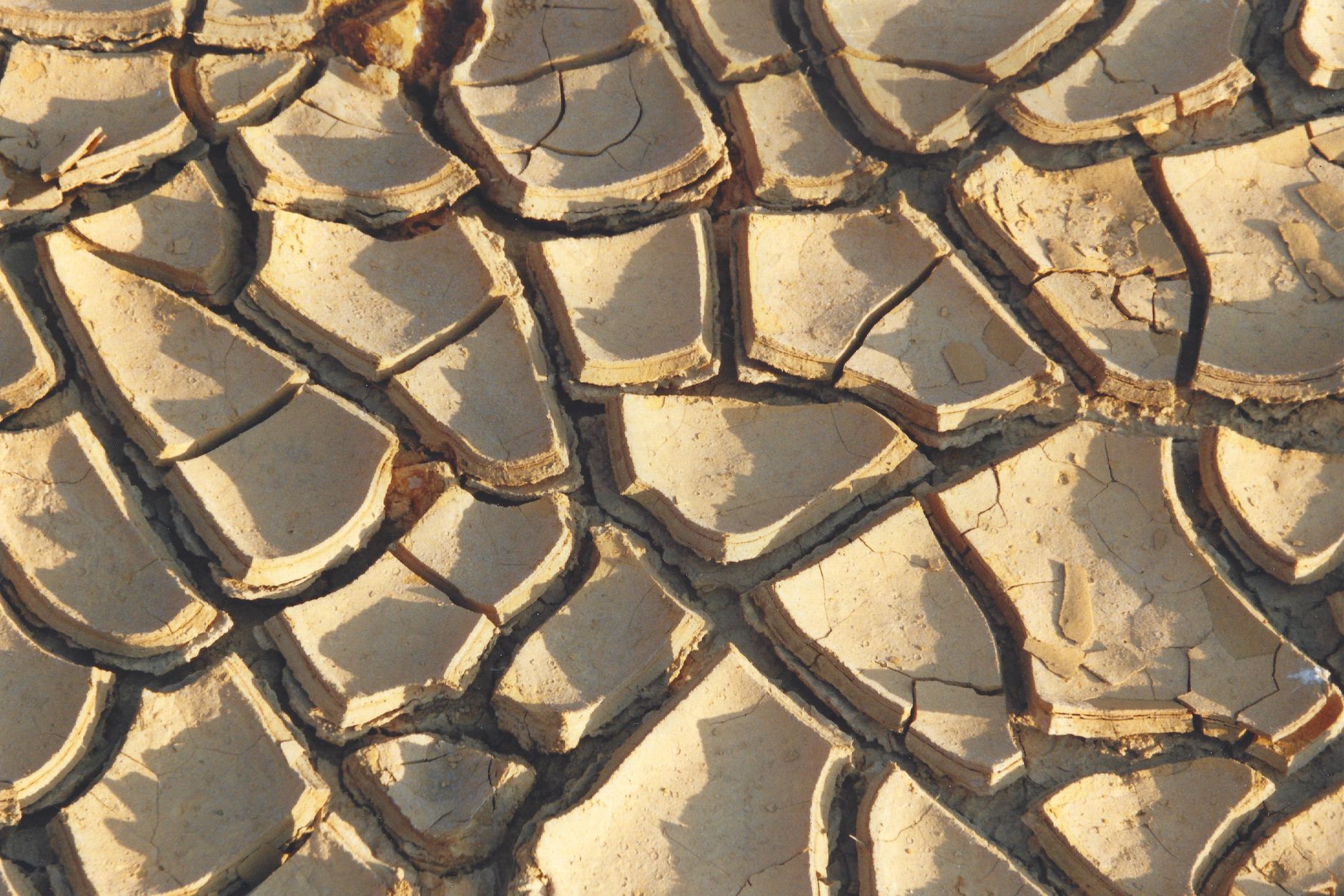 Close-up of cracked, dried earth showcasing unique texture and patterns under sunlight.