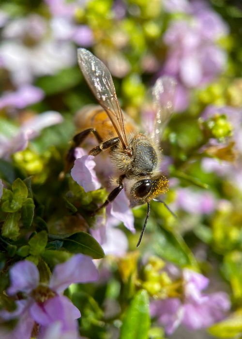 Free Close-up of a honeybee collecting pollen from vibrant flowers. Perfect for nature and biodiversity themes. Stock Photo