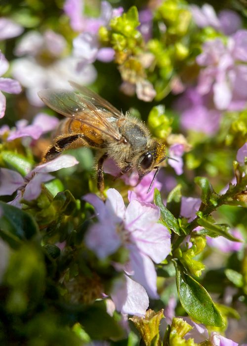 Free A close-up of a honeybee pollinating pink flowers, showcasing nature's process. Stock Photo