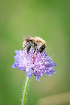 Macro shot of a bumblebee on a vibrant purple flower with a green blurred background.