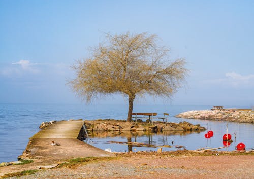 A tree and bench on the shore of a lake