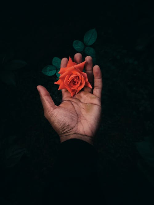Bahçe, güzel çiçek, insan eli içeren Ücretsiz stok fotoğraf