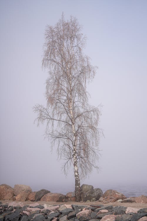 Foto stok gratis batang pohon, cabang, daun