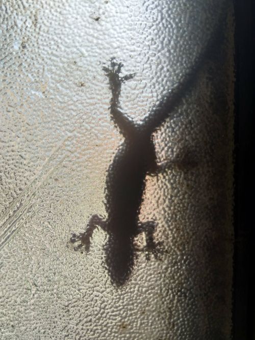 Free stock photo of glass window, lizard, silhouette Stock Photo