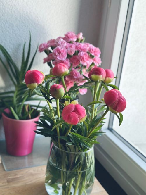 Free A bouquet of pink peonies in a glass vase by a sunny window, bright and inviting. Stock Photo