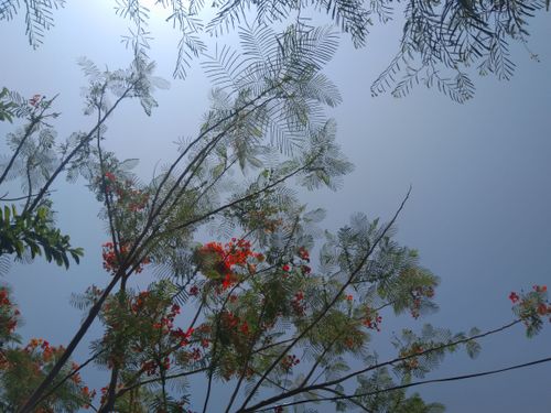 Free stock photo of beautiful landscape, blue sky, flowers Stock Photo