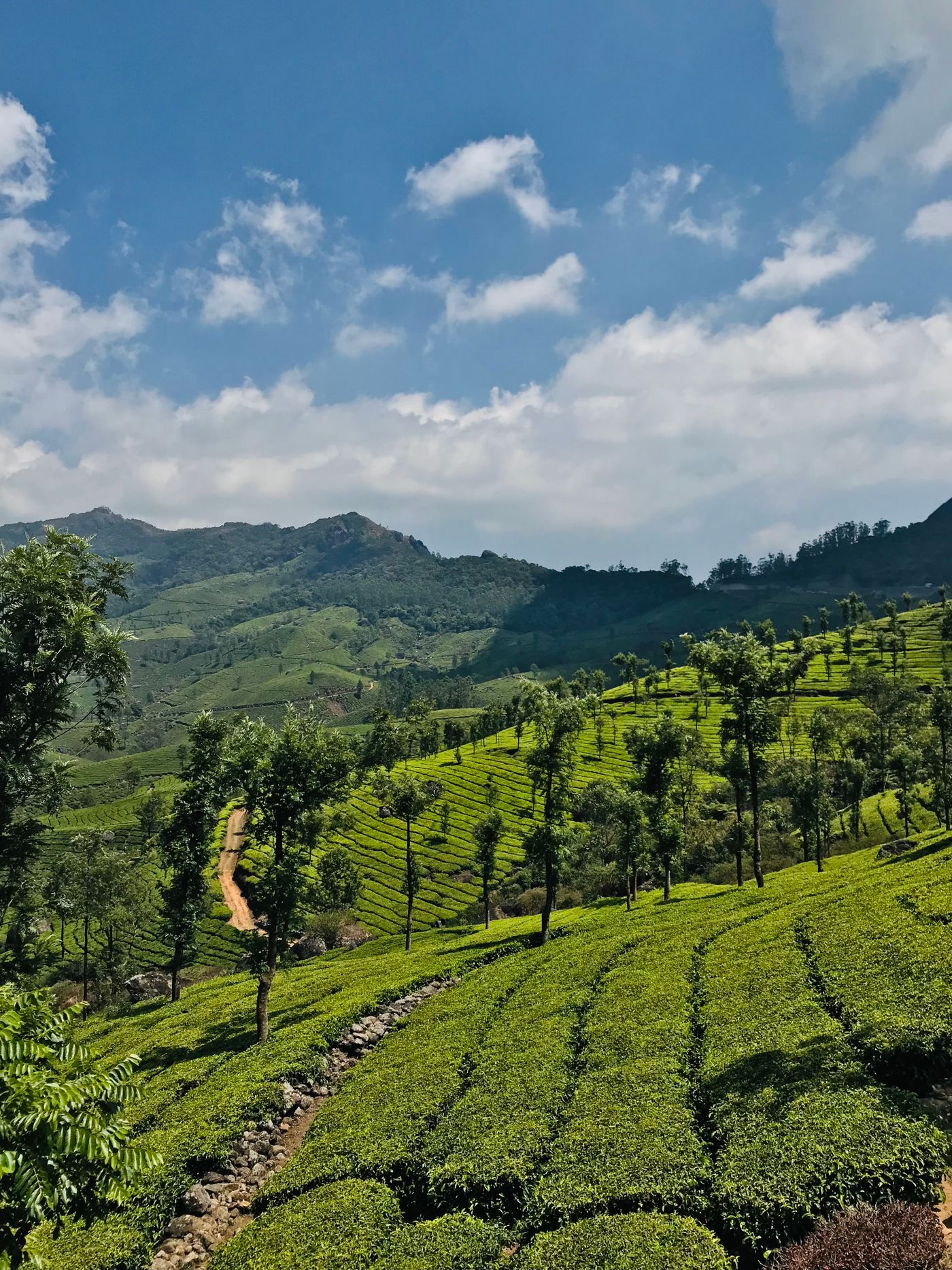 Terraced tea rows climbing towards the peaks — Munnar, representative image