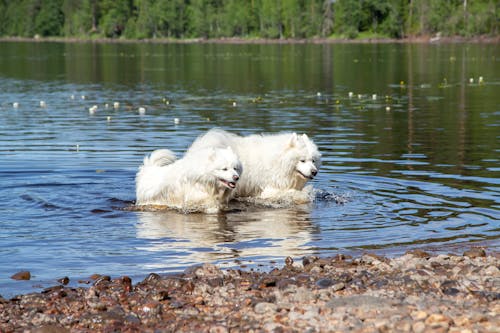 คลังภาพถ่ายฟรี ของ samoyed, ขี้เล่น, ความปิติยินดี