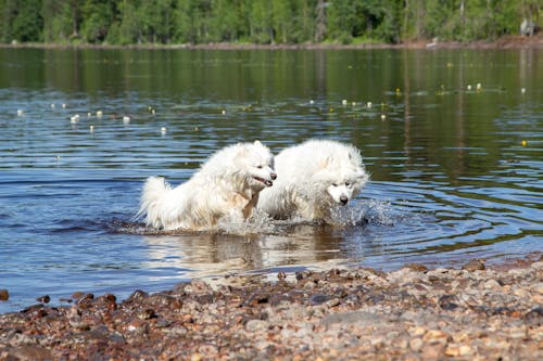 beraber, göl, köpekler içeren Ücretsiz stok fotoğraf