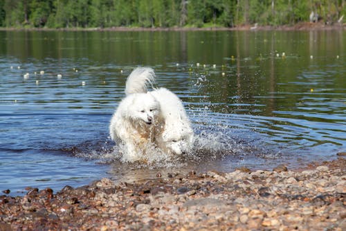 คลังภาพถ่ายฟรี ของ samoyed, ขี้เล่น, ความปิติยินดี