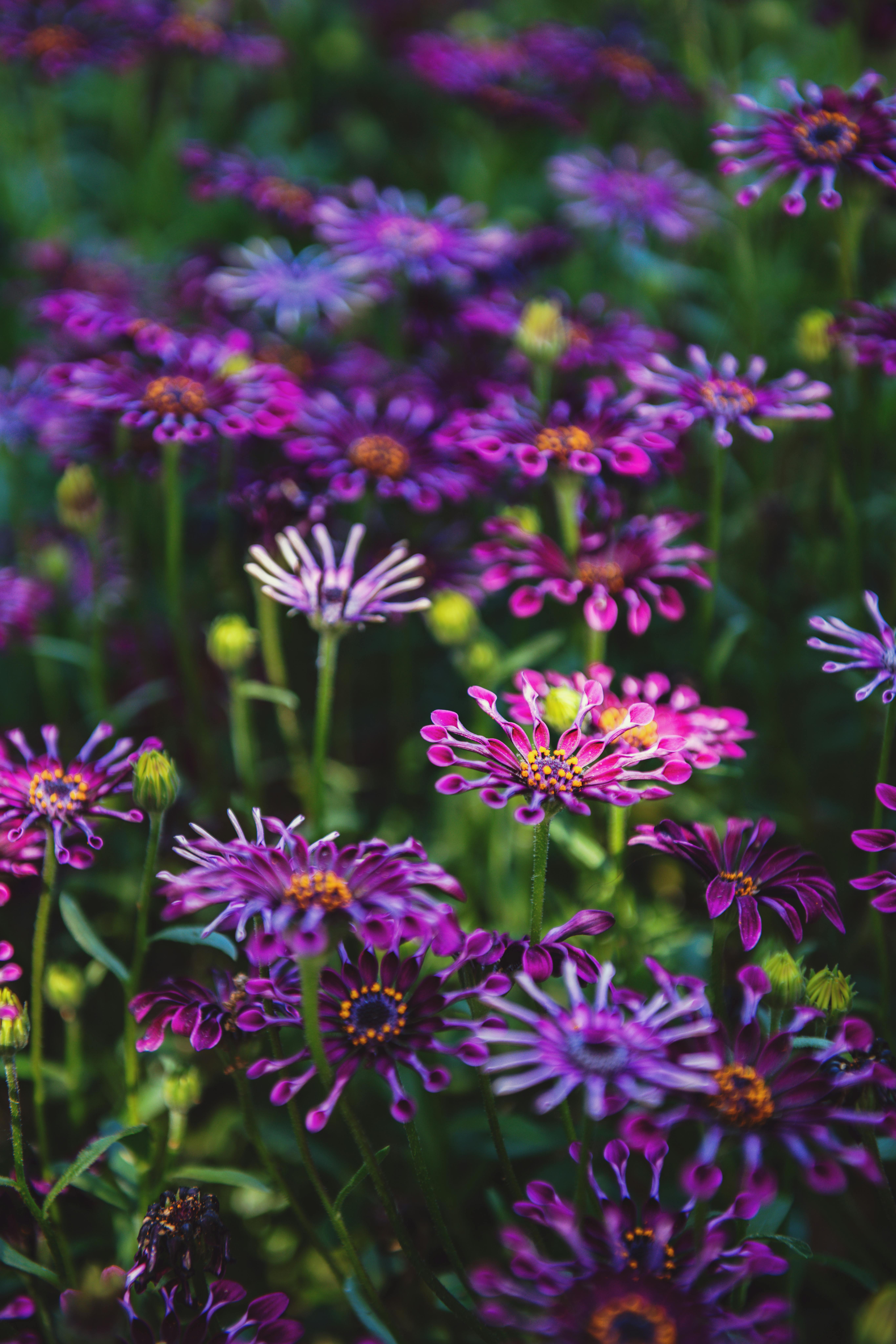 加利福尼亚州宁静的景色中，充满活力的非洲雏菊和谐绽放