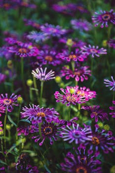 加利福尼亚州宁静的景色中，充满活力的非洲雏菊和谐绽放