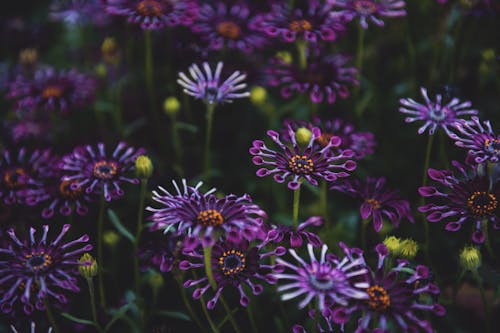 보라색 꽃잎 꽃의 선택적 초점 사진