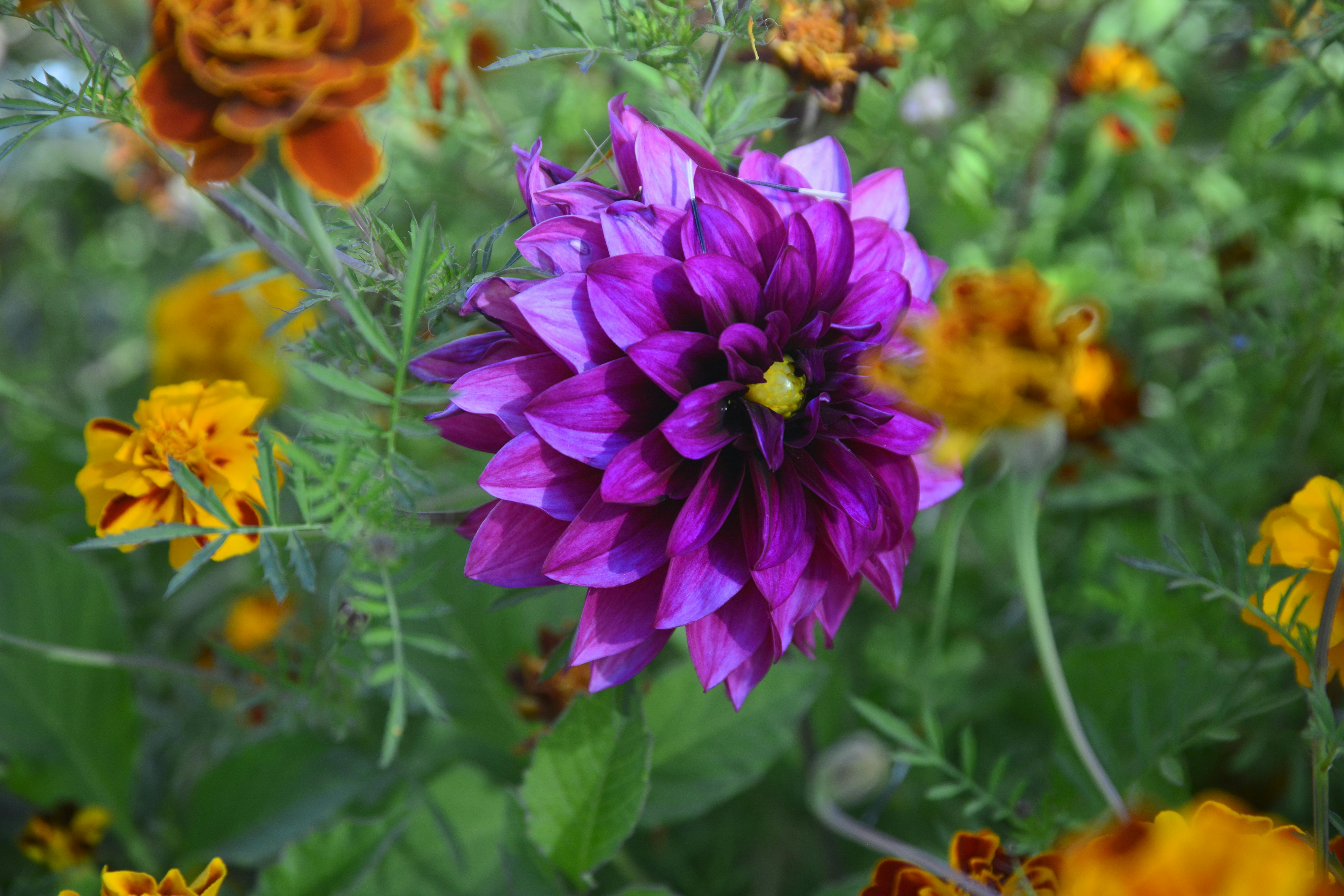 Free stock photo of chrysanthemum, purple