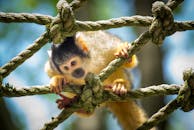 在明亮的日光下，可爱的松鼠猴在户外环境的绳索上玩耍