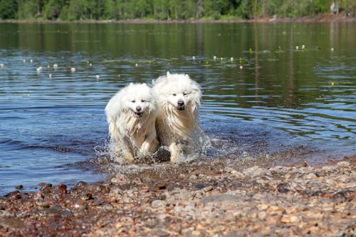 beraber, göl, köpekler içeren Ücretsiz stok fotoğraf