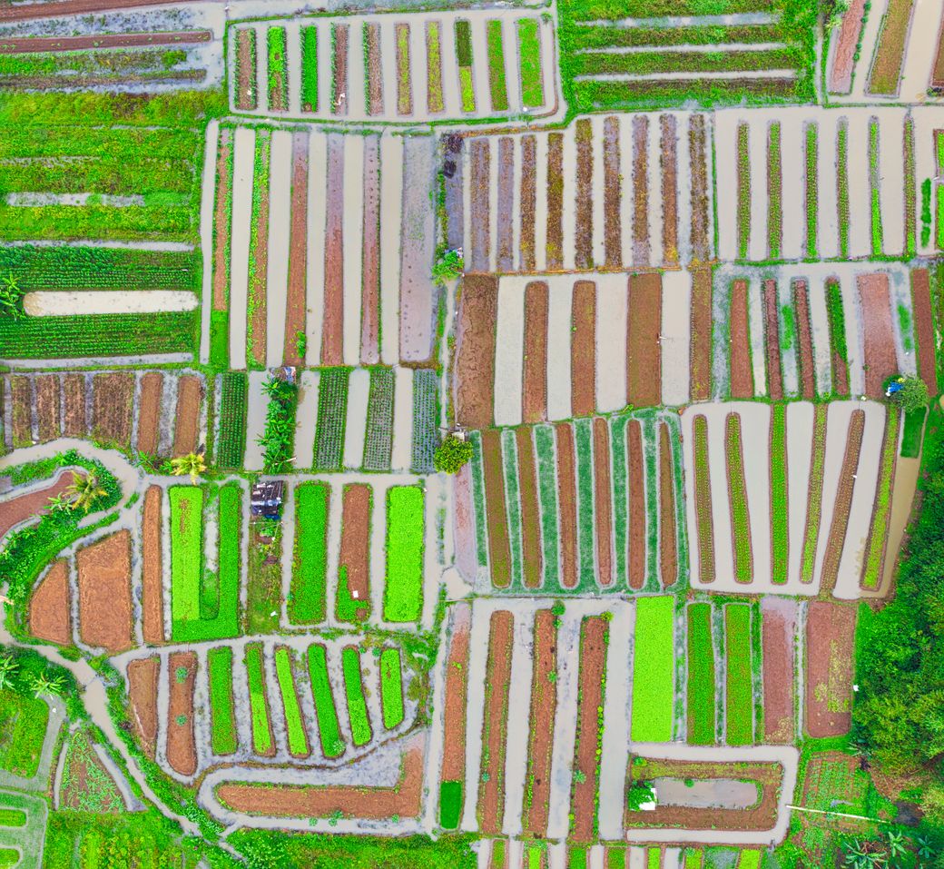 Farmer using smartphone to grade and log harvest quality at farm gate