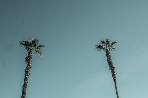 Green-leafed Trees