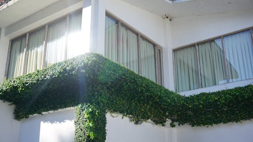 Pianta Dalle Foglie Verdi Sul Balcone Durante Il Giorno